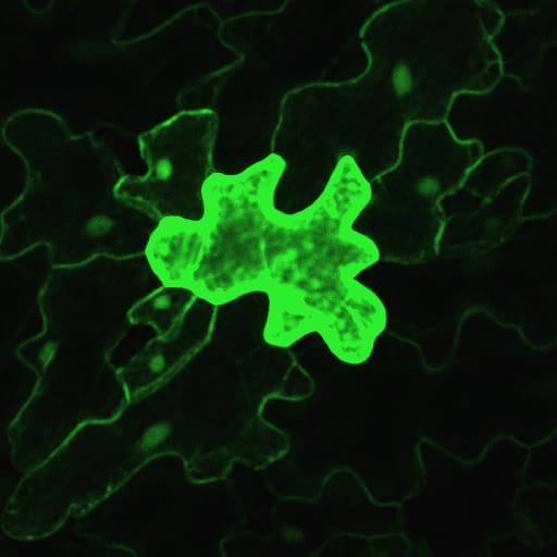 Pavement cells in Arabidopsis thaliana.