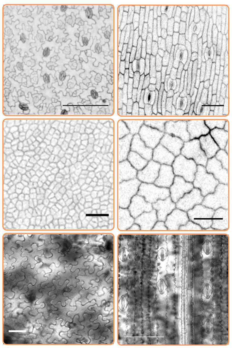 Pavement cells in different species