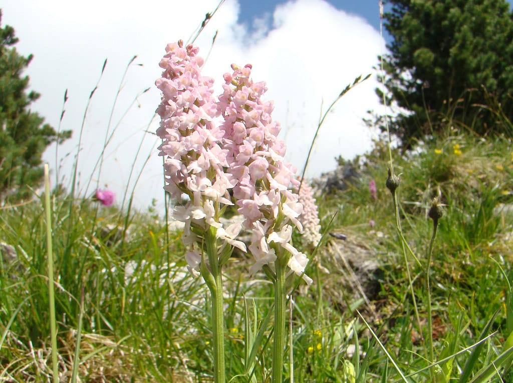 Adaptación floral a los gremios de polinizadores en Suiza