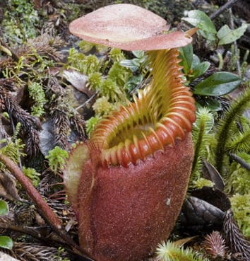 Clima y mecanismo de captura en plantas carnívoras