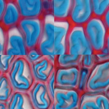 La gibbérelline intervient dans la formation du bois de tension