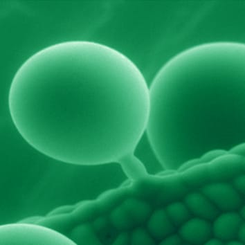 Amélioration de la tolérance au stress abiotique dans les cultures (examen invité)