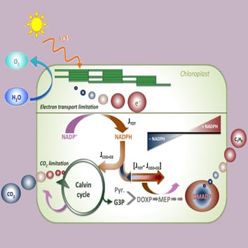 Un modelo unificador para la emisión de isopreno (Investigación en contexto)