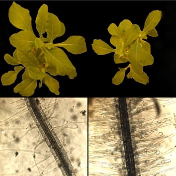 NnSR1, una no S-RNasa inducida por deficiencia de fosfato