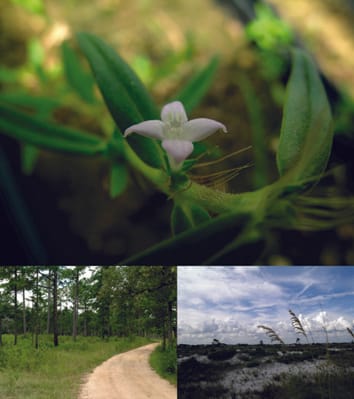 Comment le stress environnemental dû à la transplantation dans des habitats étrangers influence la dépression de consanguinité
