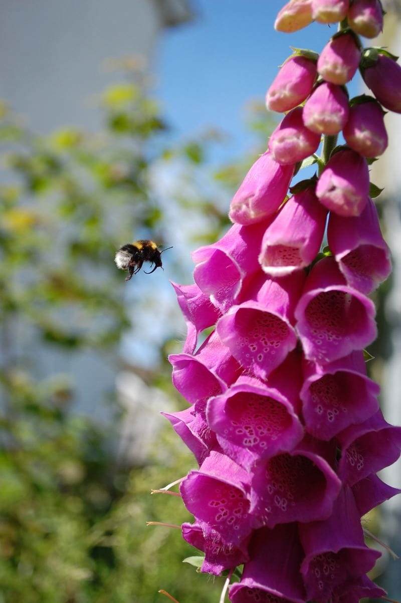 Votre jardin est-il aussi bon qu'il en a l'air ?