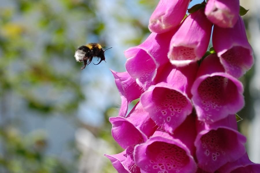 Bombus hortorum et Digitalis purpurea