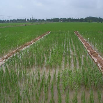 Distribución de auxina y nitrato en raíces de arroz