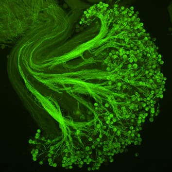 Recepción y calidad del polen en comunidades ricas en endemias