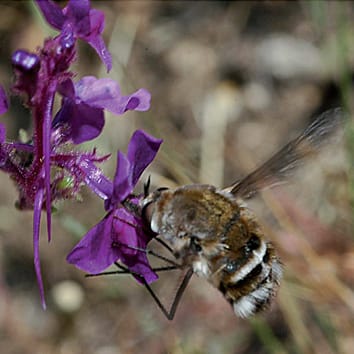 Morfología de la corola y tasas de diversificación en toadflaxes