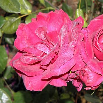 El ácido abscísico subyace a la variación genotípica en las respuestas estomáticas