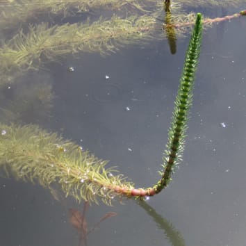 Biomecánica de plantas acuáticas en condiciones aéreas