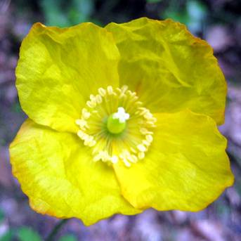 Pavot gallois, Meconopsis cambrica