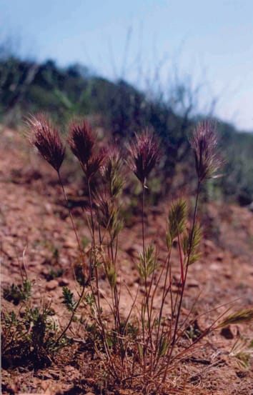 Niches phénologiques et devenir des écosystèmes envahis par le changement climatique