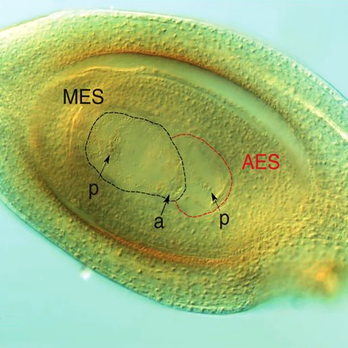 Esta semana en Annals of Botany