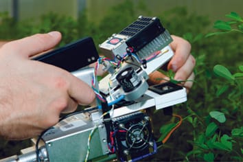 Dando la espalda a la sequía: una relación entre la tolerancia a la sequía y la latencia de otoño en un cultivo importante para la agricultura