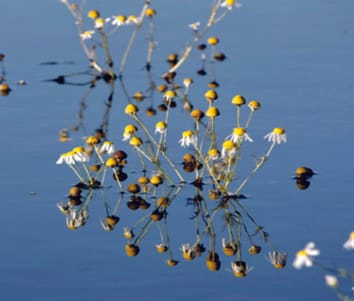 Apprendre de la nature&nbsp;: l'utilisation d'espèces non modèles pour identifier de nouvelles acclimatations au stress des inondations