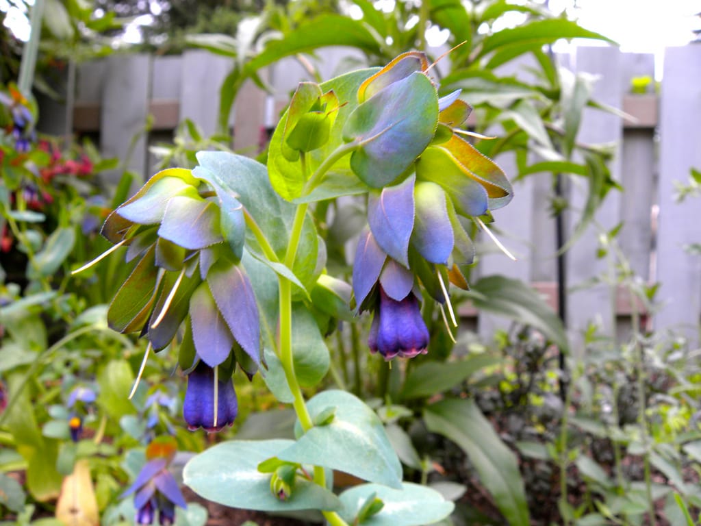 Erotic Botany remporte le Concours National de Poésie