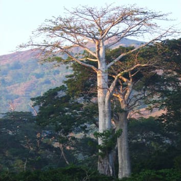 Diversificación e hibridación en baobabs malgaches