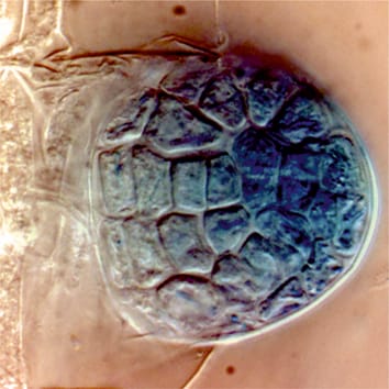 Morphologie du développement des racines latérales - article de revue gratuit