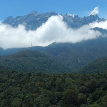 Structure de la canopée et dominance des conifères dans les forêts tropicales