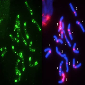 Historia evolutiva de las cebadas marinas (Hordeum marinum)
