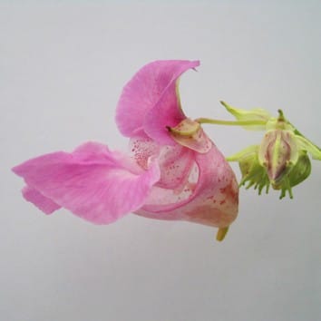 La especie invasora es adaptable no adaptada