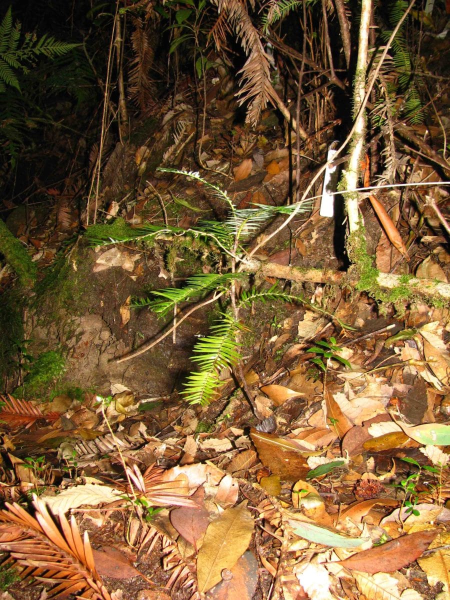 ¿Crecer o madurar? Cómo el pH del suelo y la luz afectan el crecimiento de las plántulas de un árbol de la selva tropical relictual