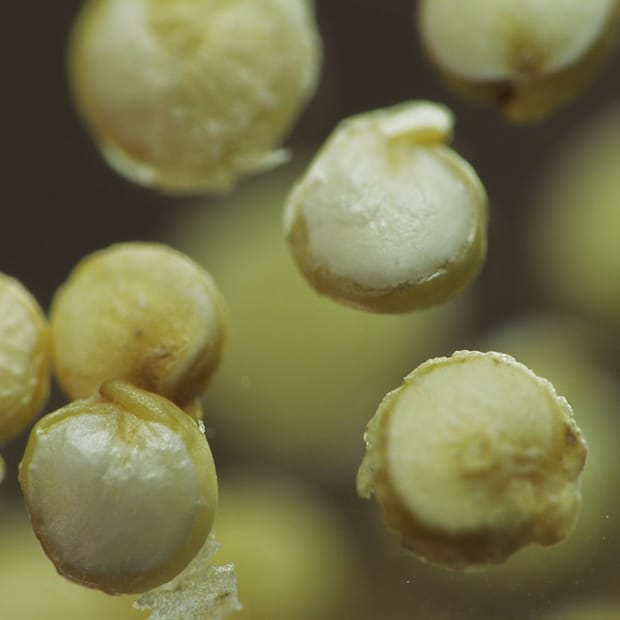 Pleins feux sur les macronutriments (…et enfin) : Magnésium et combat alimentaire…