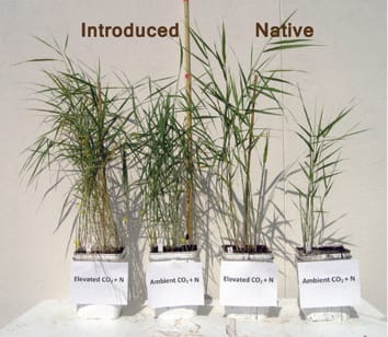 Las ventajas subterráneas en el costo de construcción facilitan una invasión de plantas crípticas