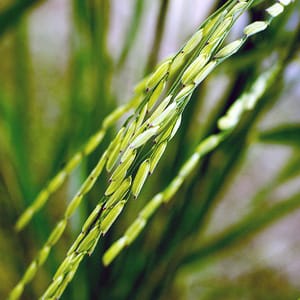 Cultivar plantas de plástico (no es lo que piensas)