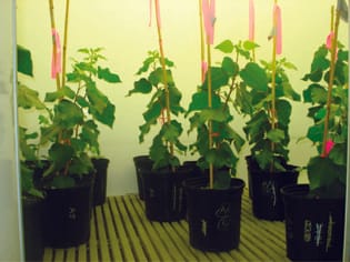 Los árboles jóvenes de álamo expuestos a cambios de temperatura recurrentes de diferente amplitud exhiben diferencias en el intercambio de gases y el crecimiento de las hojas a pesar de la temperatura media igual