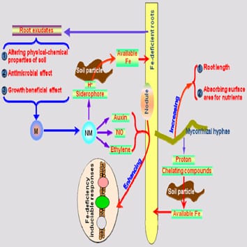 Une histoire souterraine : contribution de l'activité microbienne à l'acquisition du fer par les plantes