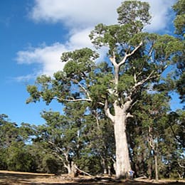 Phylogéographie d'une espèce d'arbre côtier