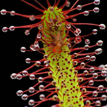 Carnívoro y fotosíntesis en sundew