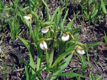 Effets de la limitation de la pollinisation et de la prédation des graines sur le succès reproducteur femelle d'une orchidée trompeuse