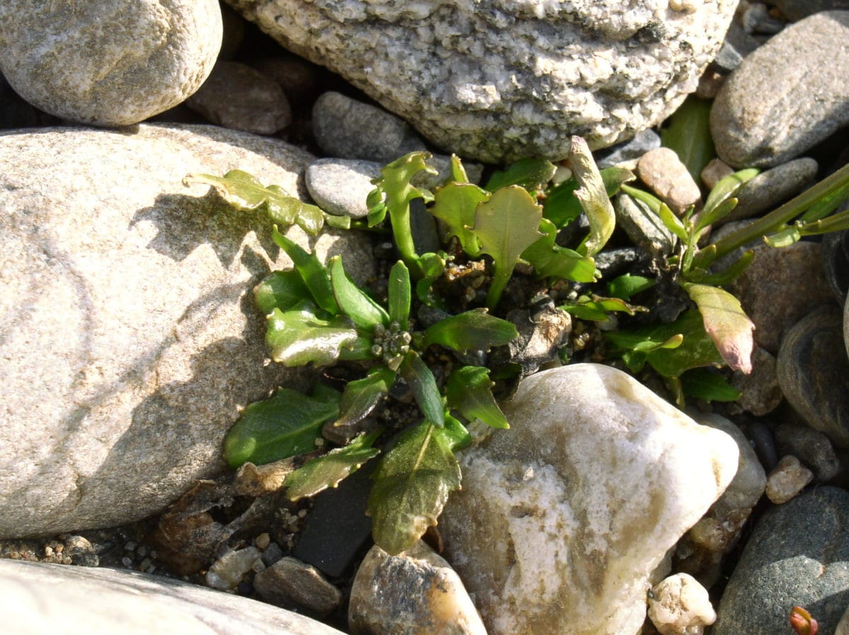 Variación del tamaño del genoma y evolución en alotetraploide Arabidopsis kamchatica y sus especies parentales, A. lyrata y A. halleri