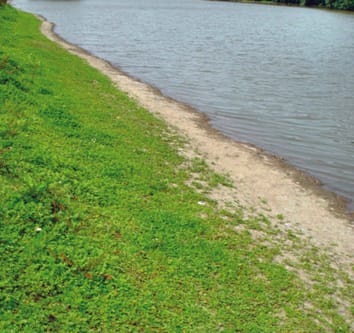 L'inondation et la taille des fragments interagissent pour déterminer la survie et la repousse après fragmentation chez deux espèces stolonifères de Trifolium