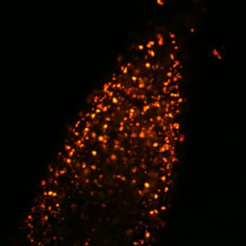 Producción de peroxinitrito en peroxisomas de arabidopsis
