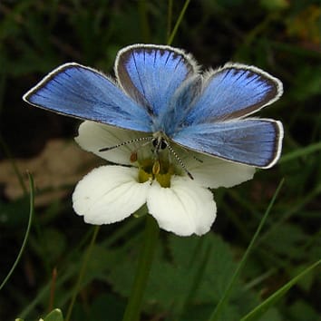 Au bon endroit au bon moment pour la pollinisation