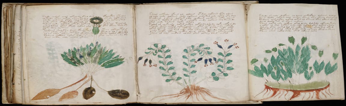 Une énigme cryptoflorigraphique colorée et rusée