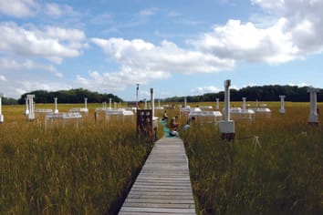 Rétroaction de la communauté végétale et réponses à long terme de l'écosystème au changement global multifactoriel