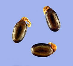 Latencia de semillas y plantas parásitas: esta semana en Annals of Botany