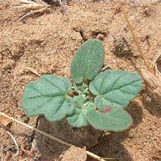Diferentes respuestas de efímeras y anuales al nitrógeno