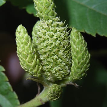 Heterodicogamia y polinización por trips en Platycarya strobilacea