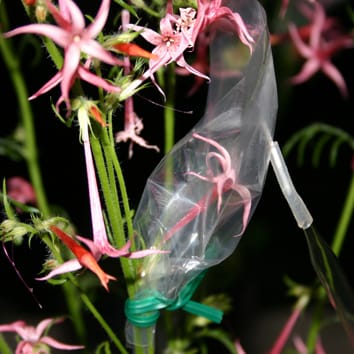 Volátiles florales en híbridos de Ipomopsis