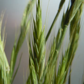 Resistencia al frío de accesiones de Brachypodium distachyon