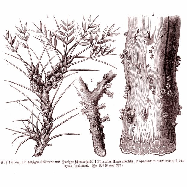 Les plantes, l'histoire de l'intérieur
