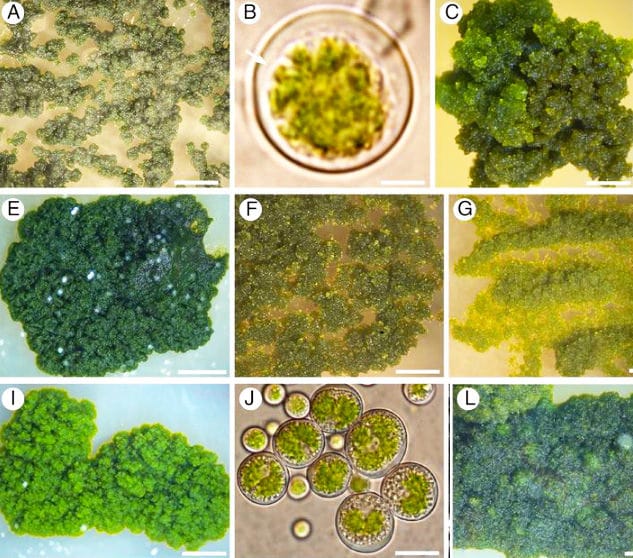Lichens et leurs symbiotes, taille des graines et bien plus encore – Cette semaine en Annals of Botany