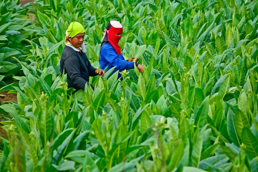 Tabaco que salva vidas (con ayuda de un ratón y un virus)